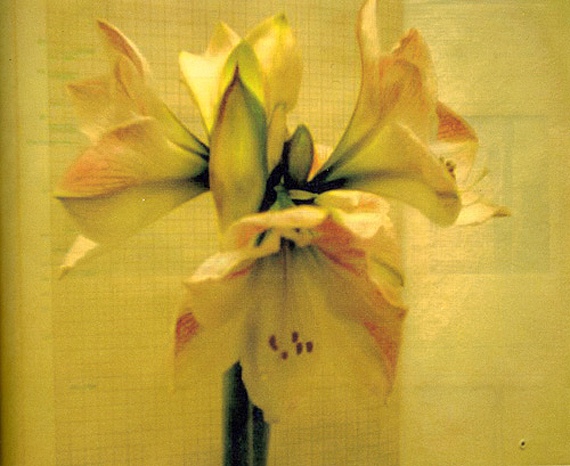 amaryllis