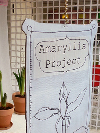 amaryllis