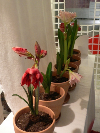 amaryllis